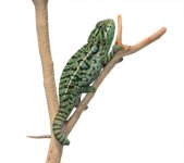 Carpet Chameleon - Male - Pair 1 - Canvas Chameleons.jpg