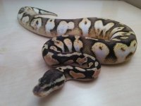 2015 male citrus pastel calico.jpg