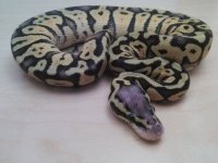 2015 Female super pastel.jpg
