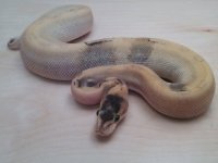 2015 Male Mojave champagne.jpg