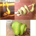 GTP.jpg