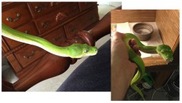 snake.jpg