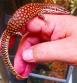 red ackie baby.jpg