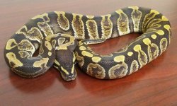 Male GHI 100g.jpg