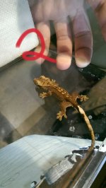 IMAG1053_1.jpg