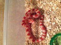 albino baby.jpg