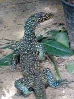 Doreanus01.jpg