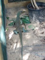Doreanus01a.jpg