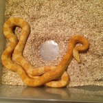 butter female.JPG