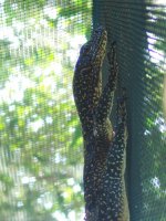 Doreanus02.jpg