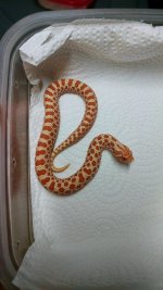 albino_het_snow_M.jpg