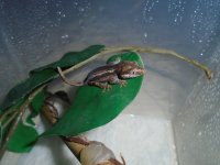 1. R. auriculatus CB 6.15.jpg
