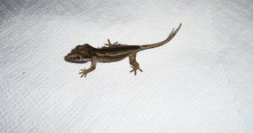 2.R. auriculatus CB 6.15.jpg