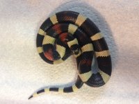 15 Snake 1.jpg