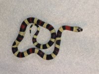 15 Snake 2.jpg