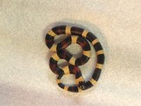 15 snake 3.jpg