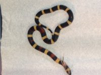 15 snake 4.jpg