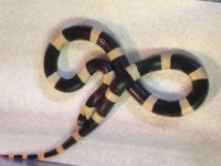 14 snake 1.jpg