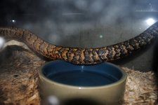 DSC_lg0009.jpg