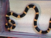 14 snake 2.jpg