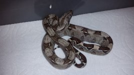 F Harlequin 1 w. flash.jpg
