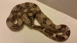 F Harlequin 1 w.o flash.jpg