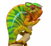 Bolt - Ambilobe Panther - Canvas Chameleons - Fired Up Colors (2).jpg