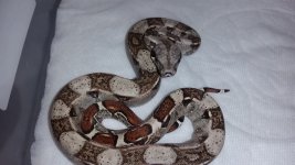 F Harlequin 2 w. flash.jpg