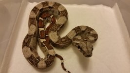 F Harlequin 2 w.o. flash.jpg