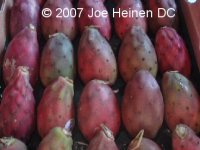 cactusfruit.jpg