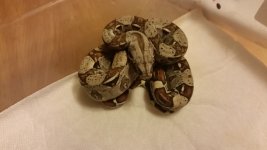 M Harlequin 6 w.o. flash.jpg