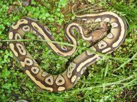 Proven breeder Mojave female #127 1200 gm $215.00.jpg