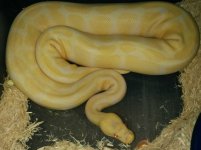 albino3.jpg