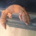 rsz_asas_060.jpg