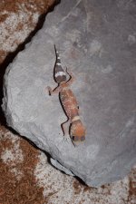DSC_0600-test4.jpg
