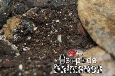 Dalmation isopods.jpg