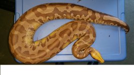 Caramel (Sire).jpg