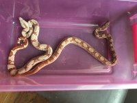 Left 1515 female hypo. Right 1513 male hypo motley.jpg