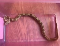 1522 male hypo motley 66%poss. het kahl albino.jpg