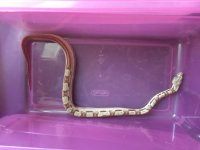 1517 male hypo motley 66%poss. het kahl albino.jpg