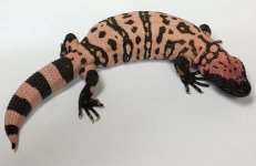 Adult Male salmon-pink Utah Banded Gila Monster.jpg