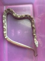 1518 female motley 66%poss. het kahl albino.jpg