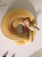 albinospider5.jpg