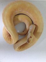 albinospider7.jpg