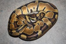 4sale Enchi Het Albino male 1.JPG