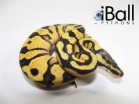 Pastel Enchi Het Clown Female.jpg