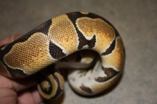 4sale Enchi Het Albino male 2.JPG
