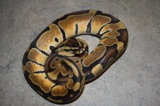 4sale Enchi Het Albino male 3.JPG
