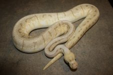 4sale Queenspin female 1.JPG
