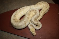 4sale Queenspin female 2.JPG